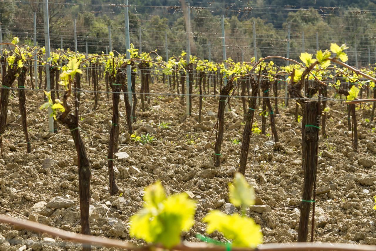 Agriturismo Piemaggino คาสเตลลินาอินเคียนติ ภายนอก รูปภาพ